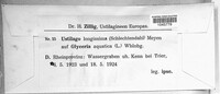 Ustilago filiformis image